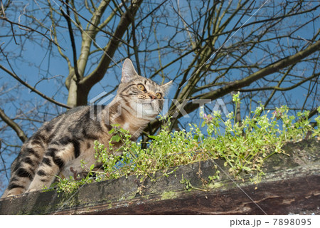 Tabby cat on the prowl 7898095