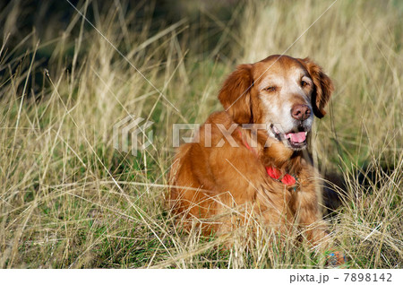 Portrait of golden retriever resting in long grass Portrait of golden retriever resting in long grass 7898142