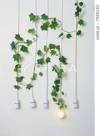 Lightbulb with ivy against white wall Lightbulb with ivy against white wall 7898182