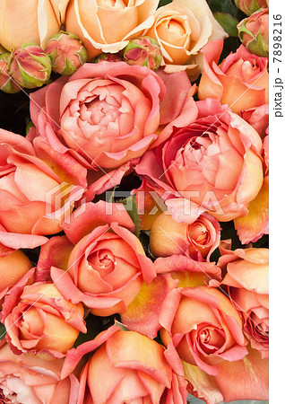 Peach coloured roses Peach coloured roses 7898216
