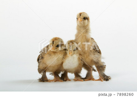 Three chicks, studio shot Three chicks, studio shot 7898260