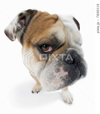 Studio portrait of english bulldog looking suspiciously 7898319