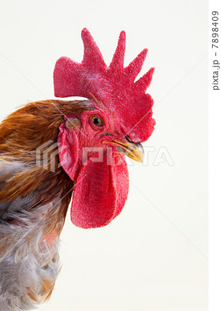 Rooster profile, studio shot 7898409