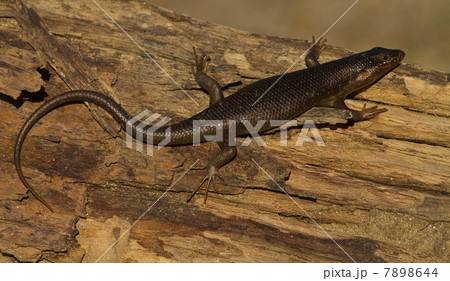 Black Lizard, Kgalagadi Transfrontier Park, Africa 7898644