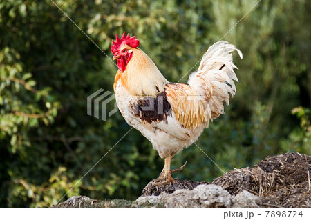 One rooster standing 7898724