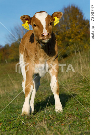 Calf with ear tags 7898747