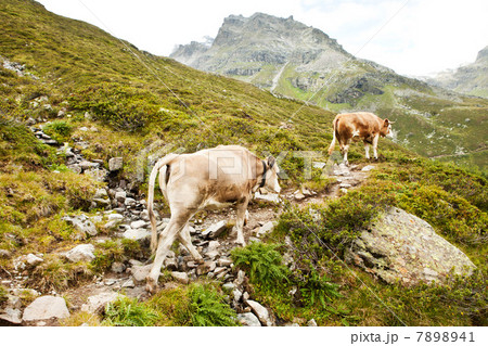 Cows walking in the Alps, Tirol, Austria 7898941