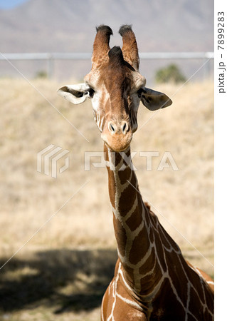 Giraffe Giraffe 7899283