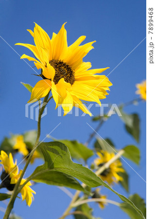 Sunflowers against blue sky 7899468
