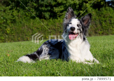 Dog lying on grass Dog lying on grass 7899571