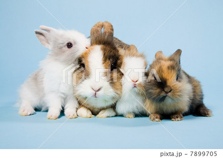 Four rabbits, studio shot 7899705