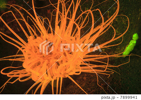 Fluorescence on coral reef Fluorescence on coral reef 7899941