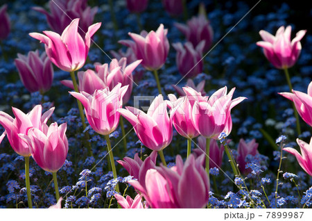 Pink flowers 7899987