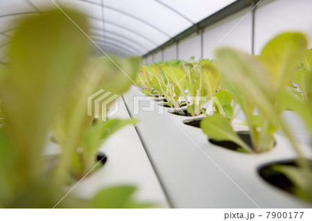 Lettuce leaves growing in nursery 7900177