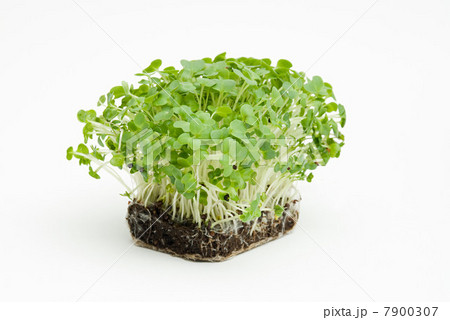 Watercress 7900307