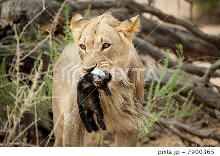 Lion with honey badger in mouth 7900365