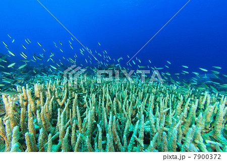 Fish swimming in coral reef Fish swimming in coral reef 7900372