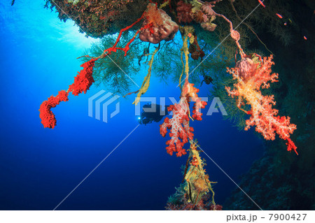 Diver swimming in coral reef 7900427