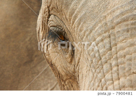 Close up of African elephant 7900481