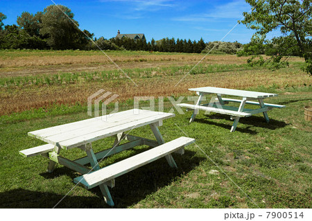 Picnic tables in a field,  Montauk, Long Island 7900514