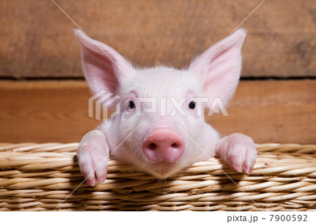 Piglet in basket, close up 7900592