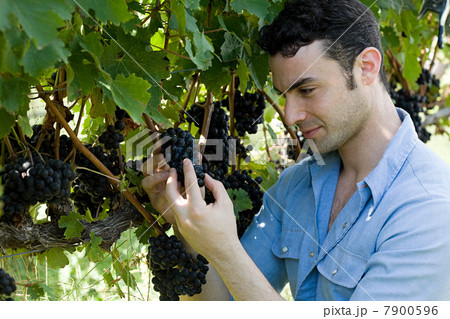 Young man in vineyard inspecting grapes 7900596