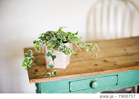 Ivy growing out of plant pot on wooden table 7900757