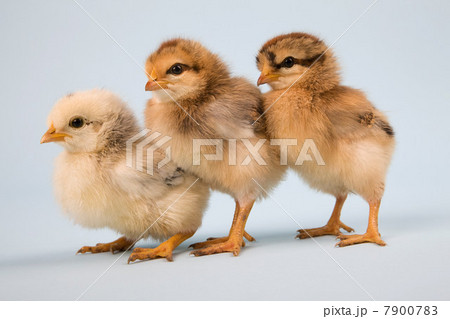 Three chicks, studio shot Three chicks, studio shot 7900783