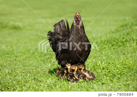 Six ducklings with a hen on grass Six ducklings with a hen on grass 7900884