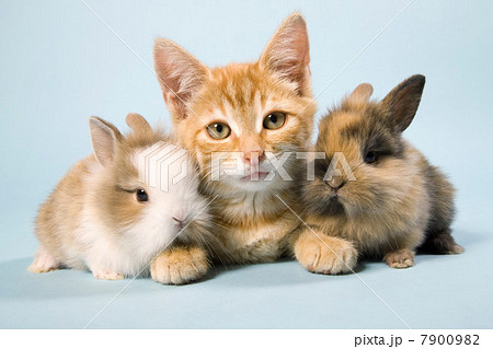 Cat and rabbits 7900982