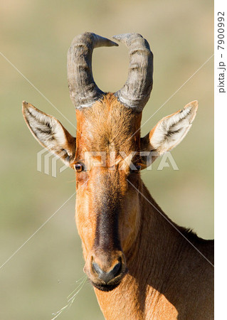 Red hartebeest, close up 7900992