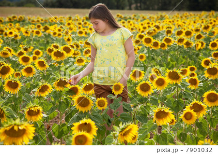 Girl in field with sunflowers 7901032
