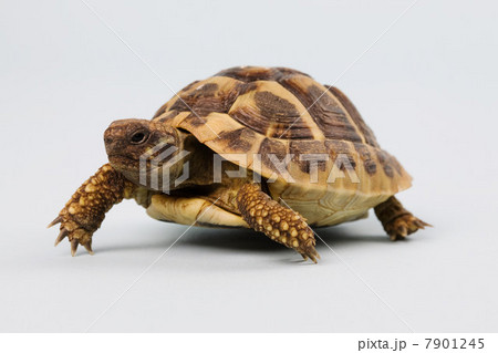 Tortoise, studio shot Tortoise, studio shot 7901245