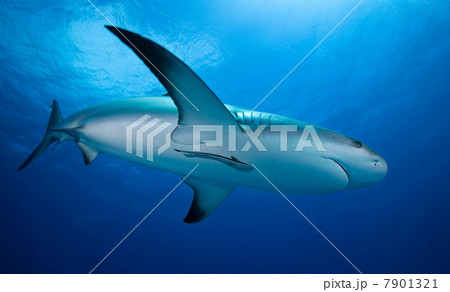 Reef shark swimming underwater 7901321