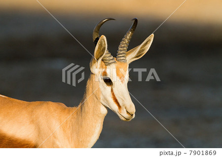 Springbok, portrait Springbok, portrait 7901869