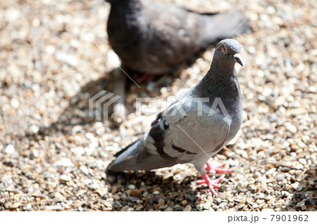 Pigeons Pigeons 7901962