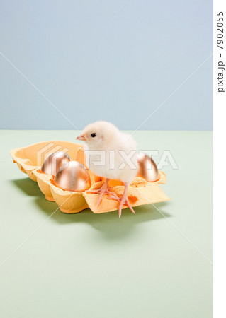 Chick standing on box of golden eggs Chick standing on box of golden eggs 7902055