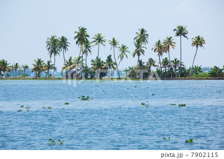 Palm trees, Kerala, India Palm trees, Kerala, India 7902115