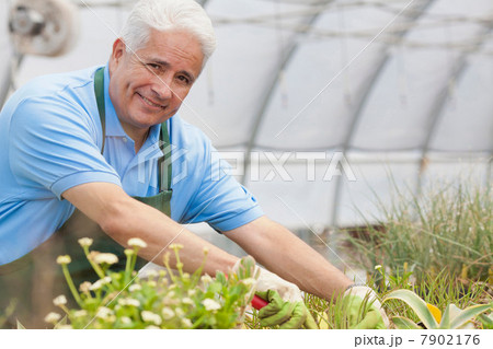 Senior gardener looking after plants in garden centre, portrait 7902176