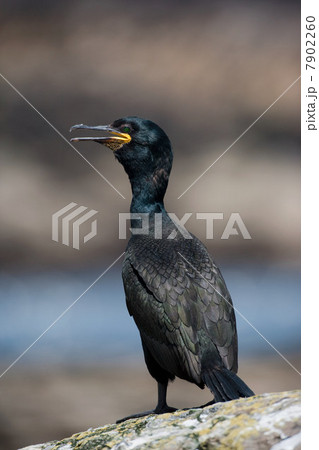 European shag, Farne Islands, Northumberland, England 7902260