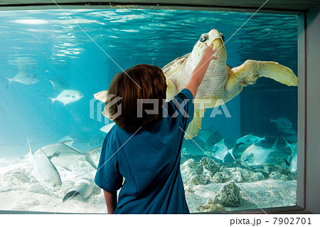 Boy reaching towards sea turtle in aquarium Boy reaching towards sea turtle in aquarium 7902701