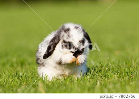 One rabbit sitting on grass cleaning itself 7902756