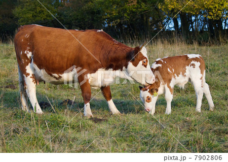 Cow and calf in field 7902806