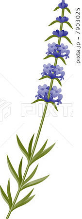 Lavender 7903025