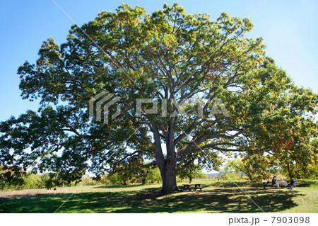 Tree Tree 7903098