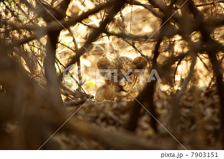 Portrait of lion cub amongst tree branches 7903151