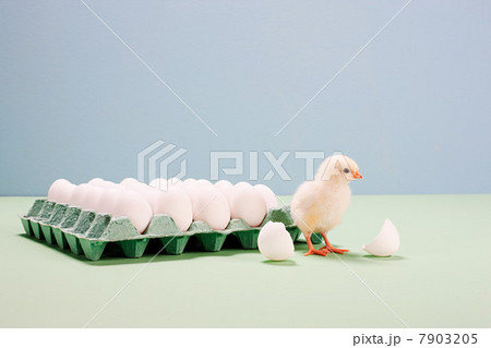 Chick next to broken egg by carton 7903205