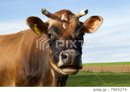 Cow looking at camera 7903274
