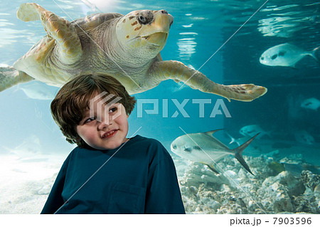 Boy in front of sea turtle in aquarium Boy in front of sea turtle in aquarium 7903596