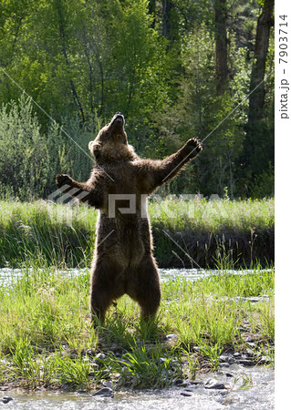 Grizzly bear standing up Grizzly bear standing up 7903714
